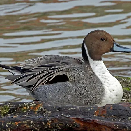 As Barxas Playa Appartamento Moaña