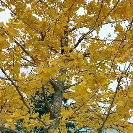 As Barxas Playa Moaña