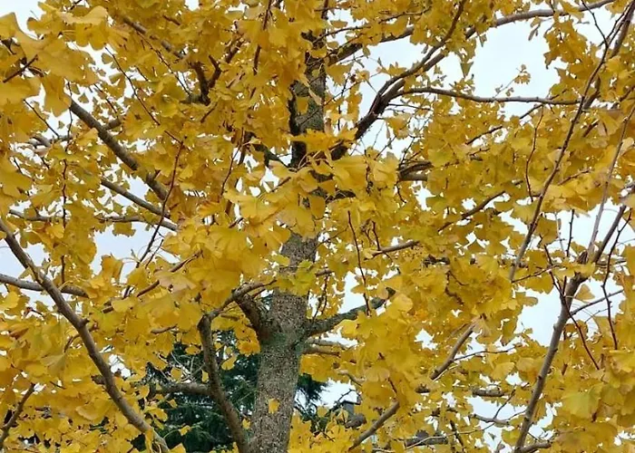 As Barxas Playa Moaña